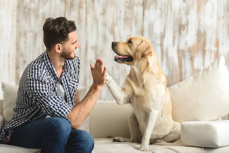 chien animal domestique