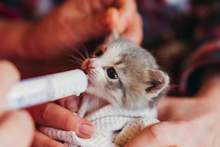 prendre soin d'un chaton