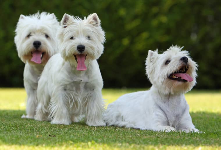 metier avec les chiens