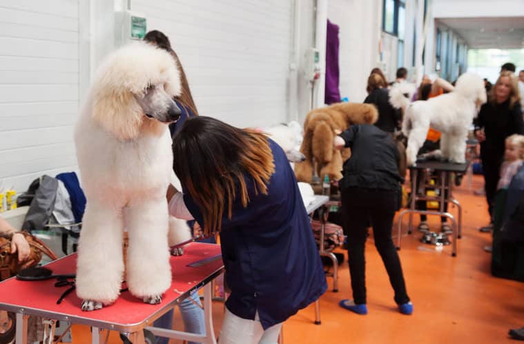 concours de chien